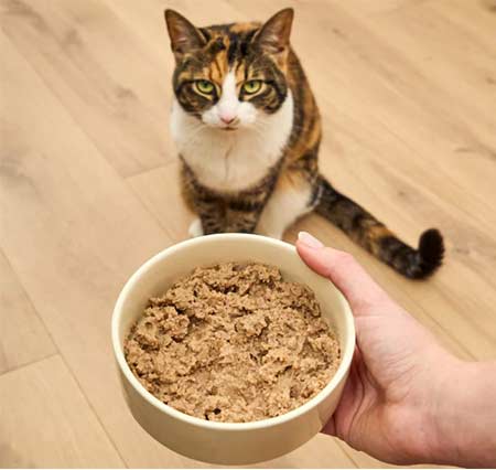 Cat Food