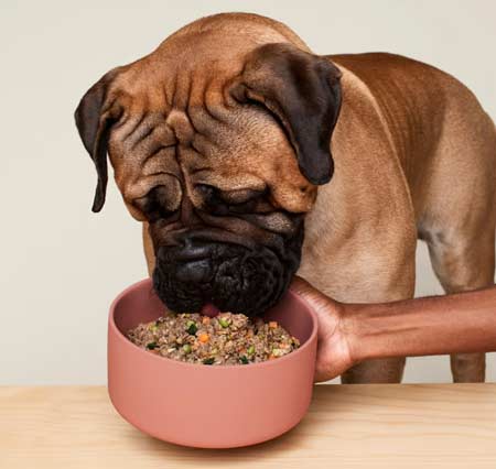 Dog Food